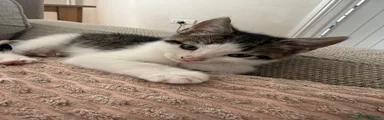 White/Tabby boy 