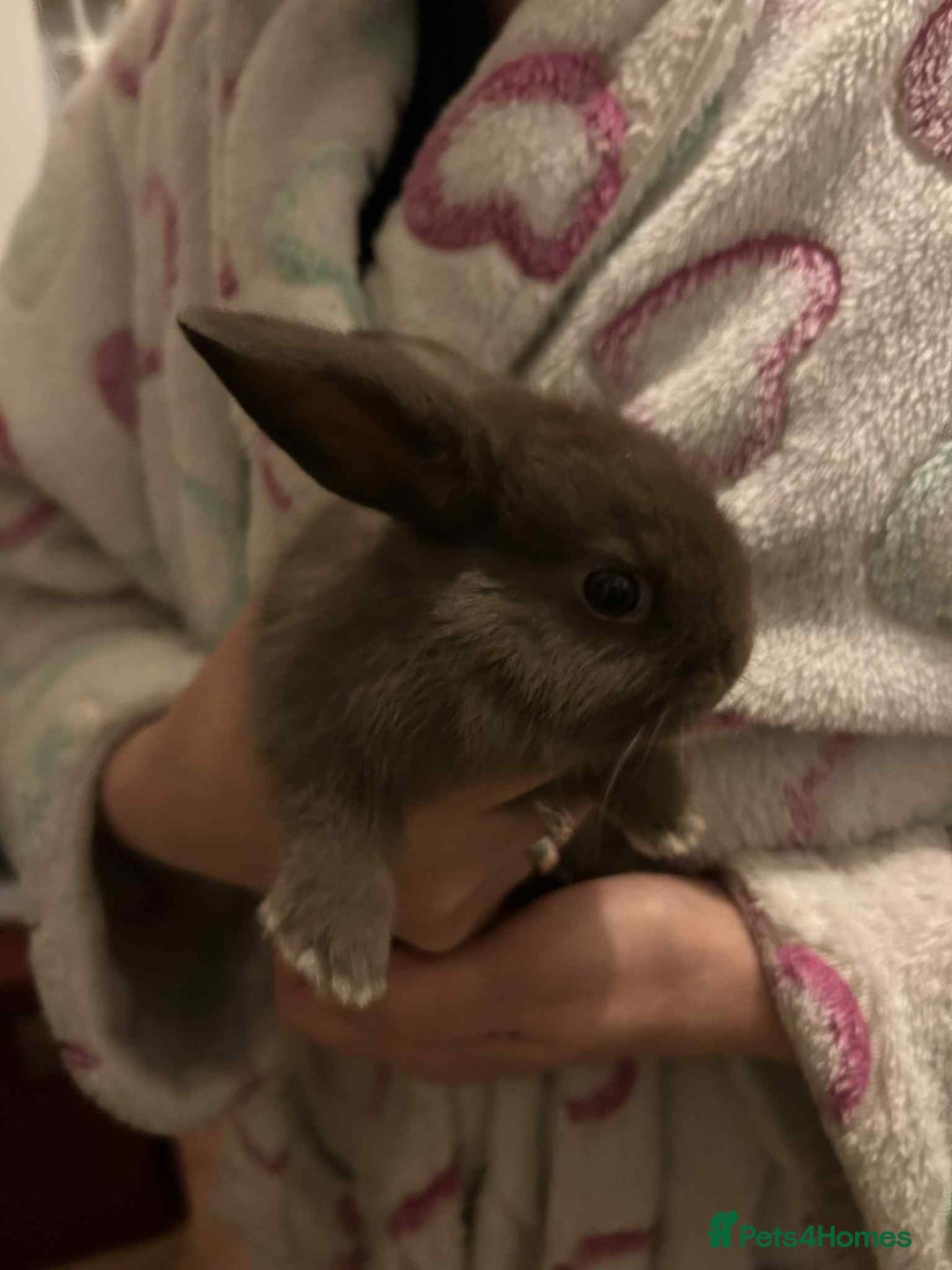 Mini Lop rabbits for sale: Beautiful chocolate brown rabbits - Advert 7