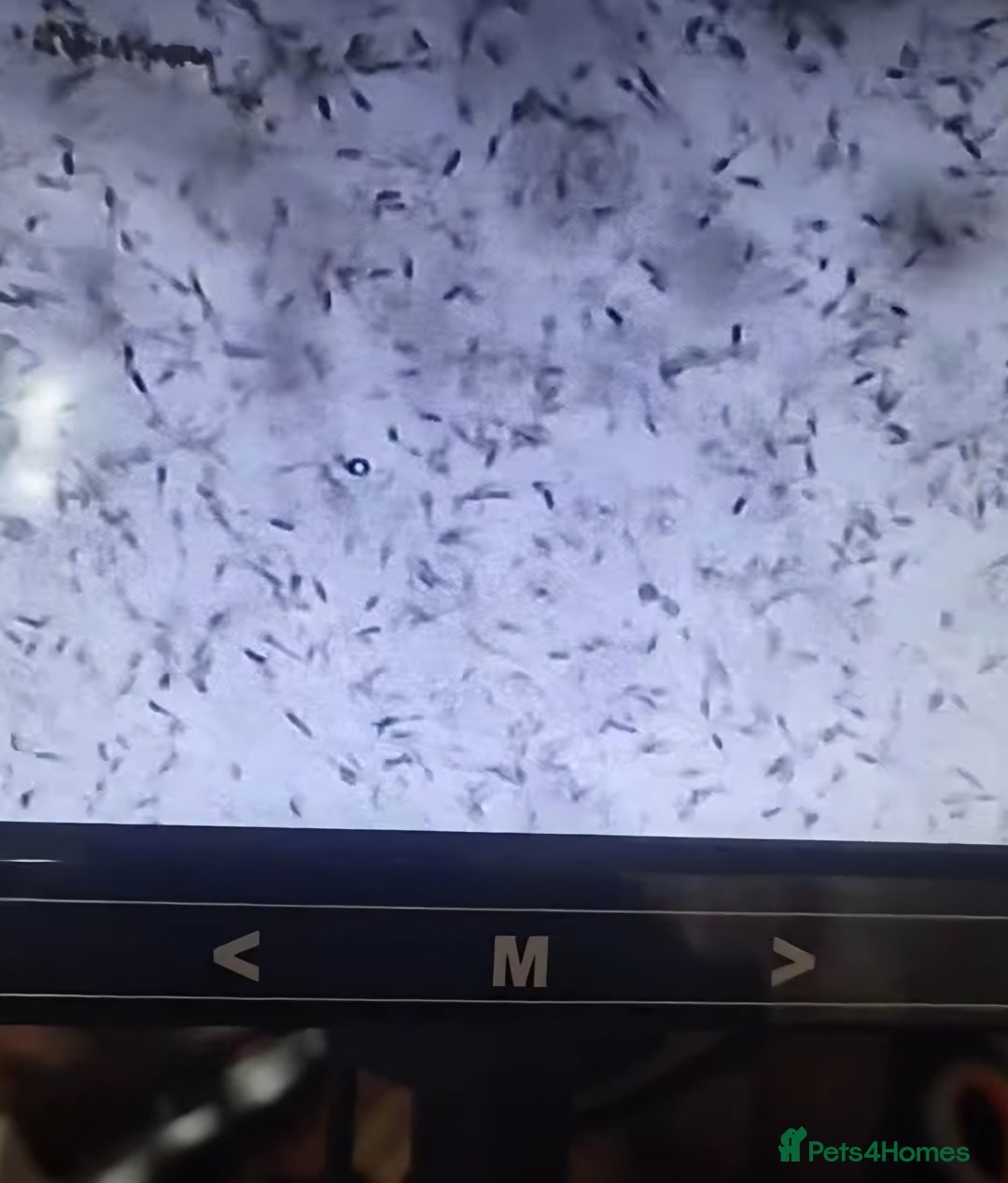 Dachshund dogs for stud: Standard dachshund  - Advert 7