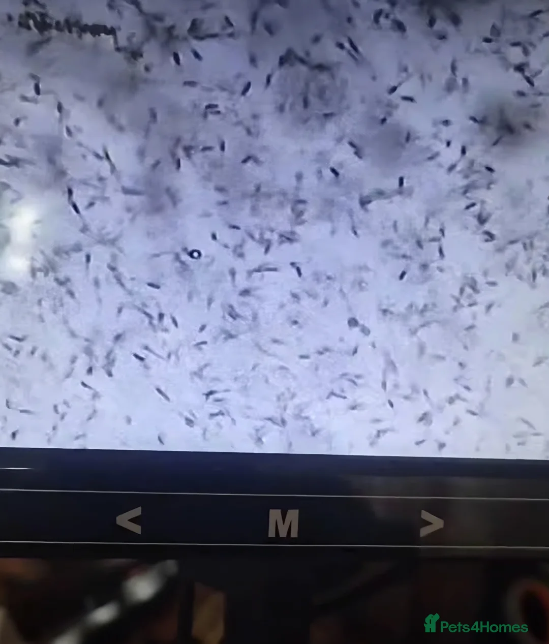 Dachshund dogs for stud: Standard dachshund  - Advert 8