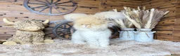 Angora rabbits for sale: PURE PEDIGREE|ENGLISH ANGORA - Advert 20