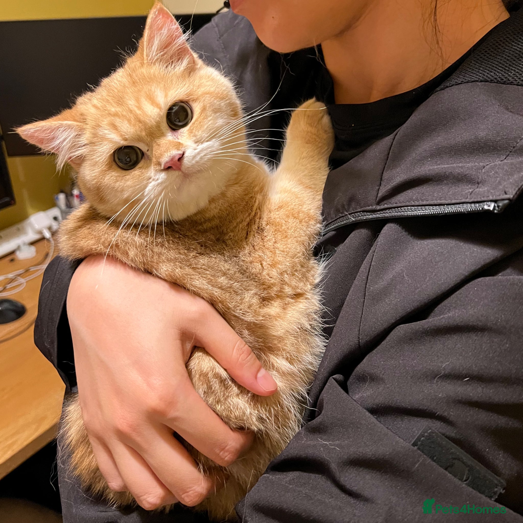 British Shorthair cats For breeders - 2 Y.O Proven TICA Active BSH STUD - Advert 8