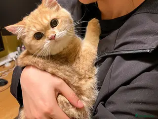 British Shorthair cats For breeders - 2 Y.O Proven TICA Active BSH STUD - Advert 5