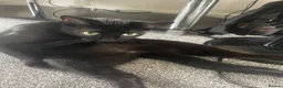 British Shorthair cats for sale: cat for sale - Advert 2