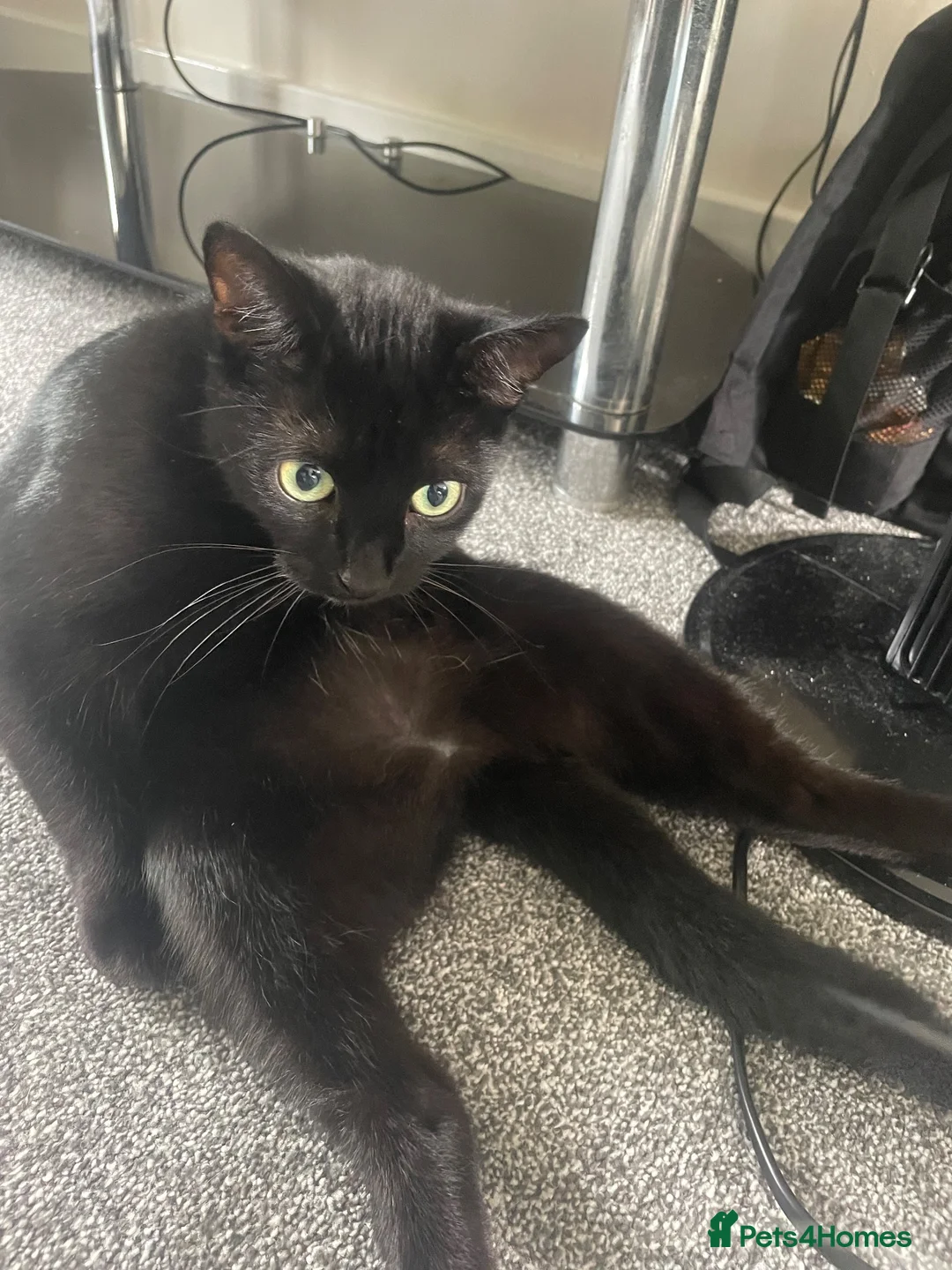 British Shorthair cats for sale: cat for sale - Advert 2