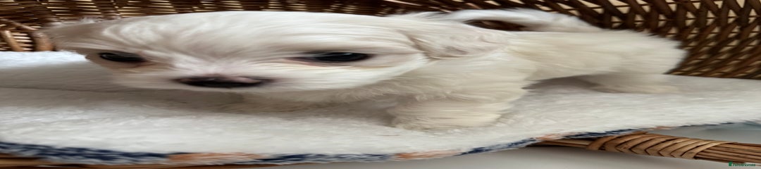 Maltese Puppy 1 blue collar
