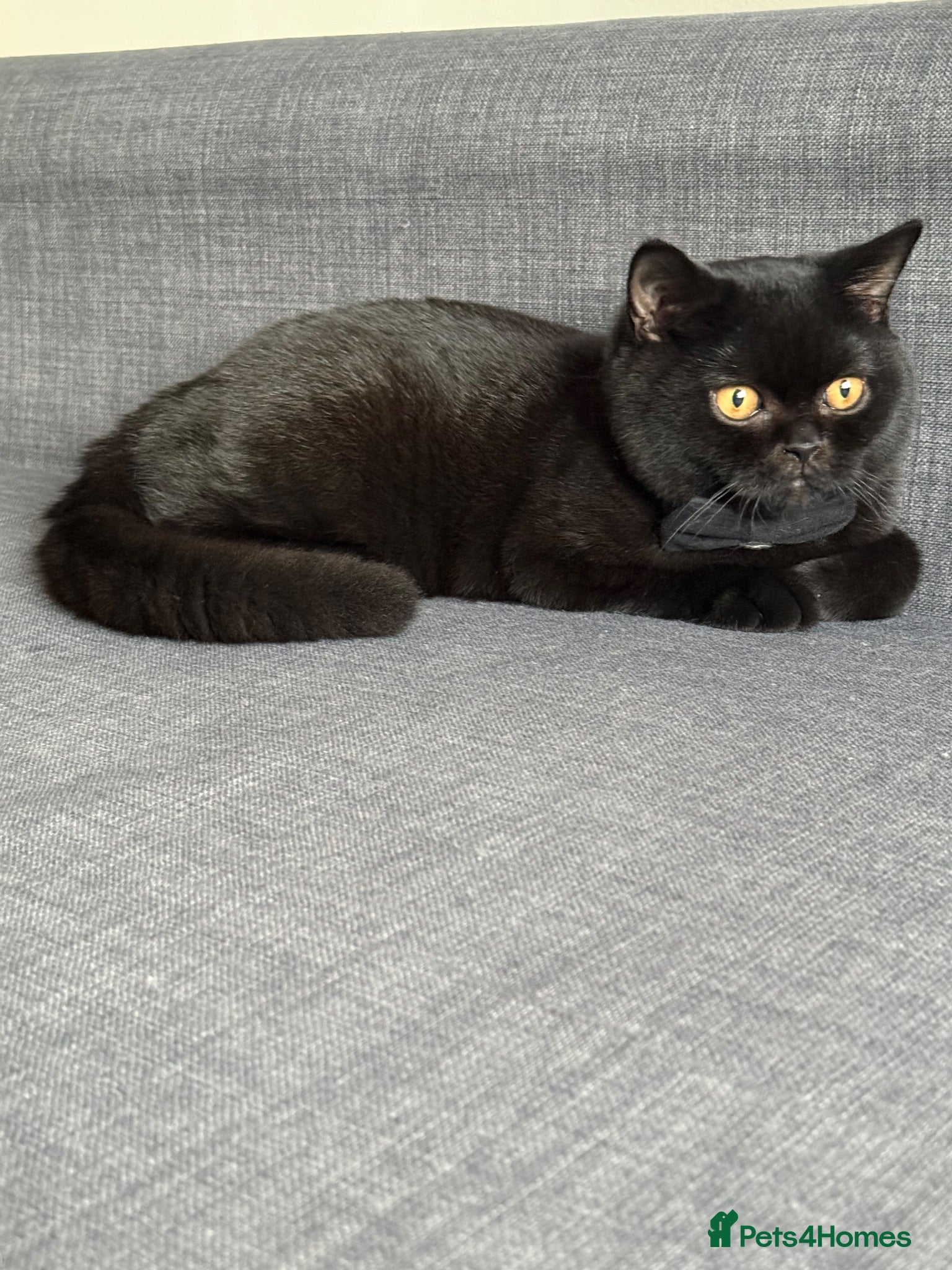 British Shorthair cats Gccf reg. British Shorthair Black/dark chocolate  - Advert 2
