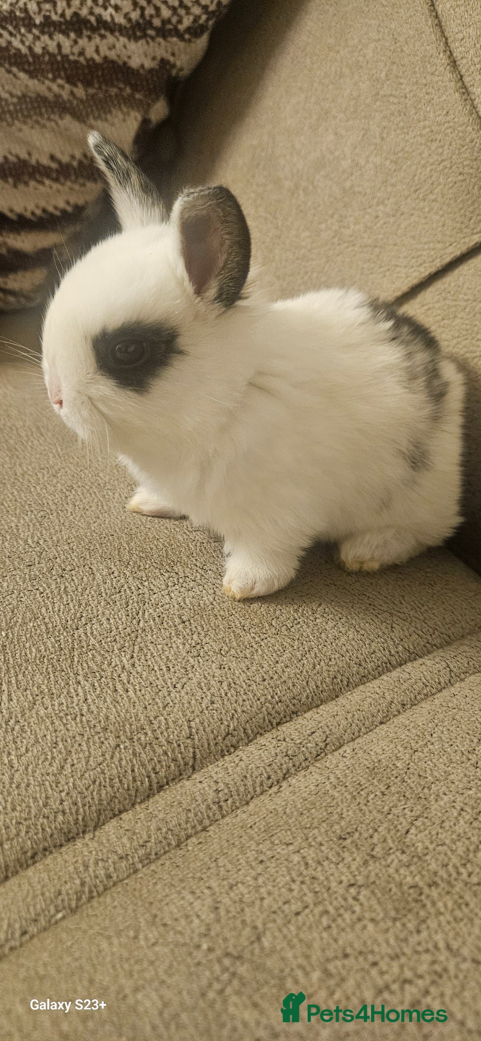 Mixed Breed rabbits They are mix rex and Dutch  - Advert 2