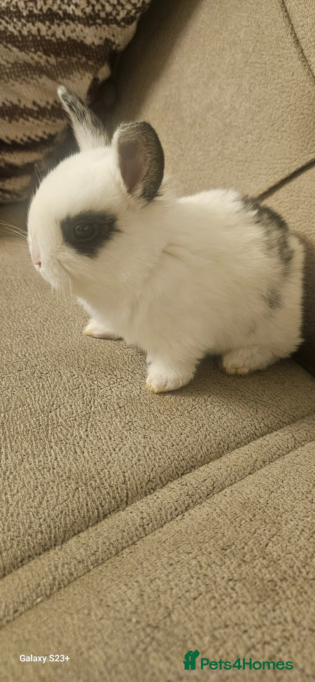 Mixed Breed rabbits for sale: They are mix rex and Dutch  - Advert 2