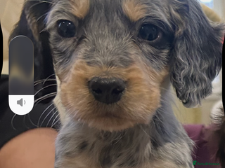 Cocker Spaniel dogs Cocker spaniel puppies - Advert 15