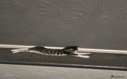 British Shorthair cats for sale: Playful kittens  - Image 5
