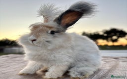 Angora rabbits for sale: Fully Vaccinated Pedigree Angoras Doe Ready Now  - Image 7