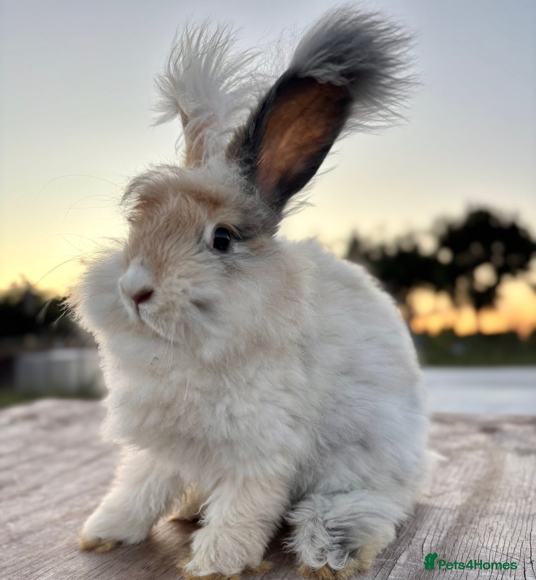 Angora rabbits for sale: Fully Vaccinated Pedigree Angoras Doe Ready Now  - Image 7