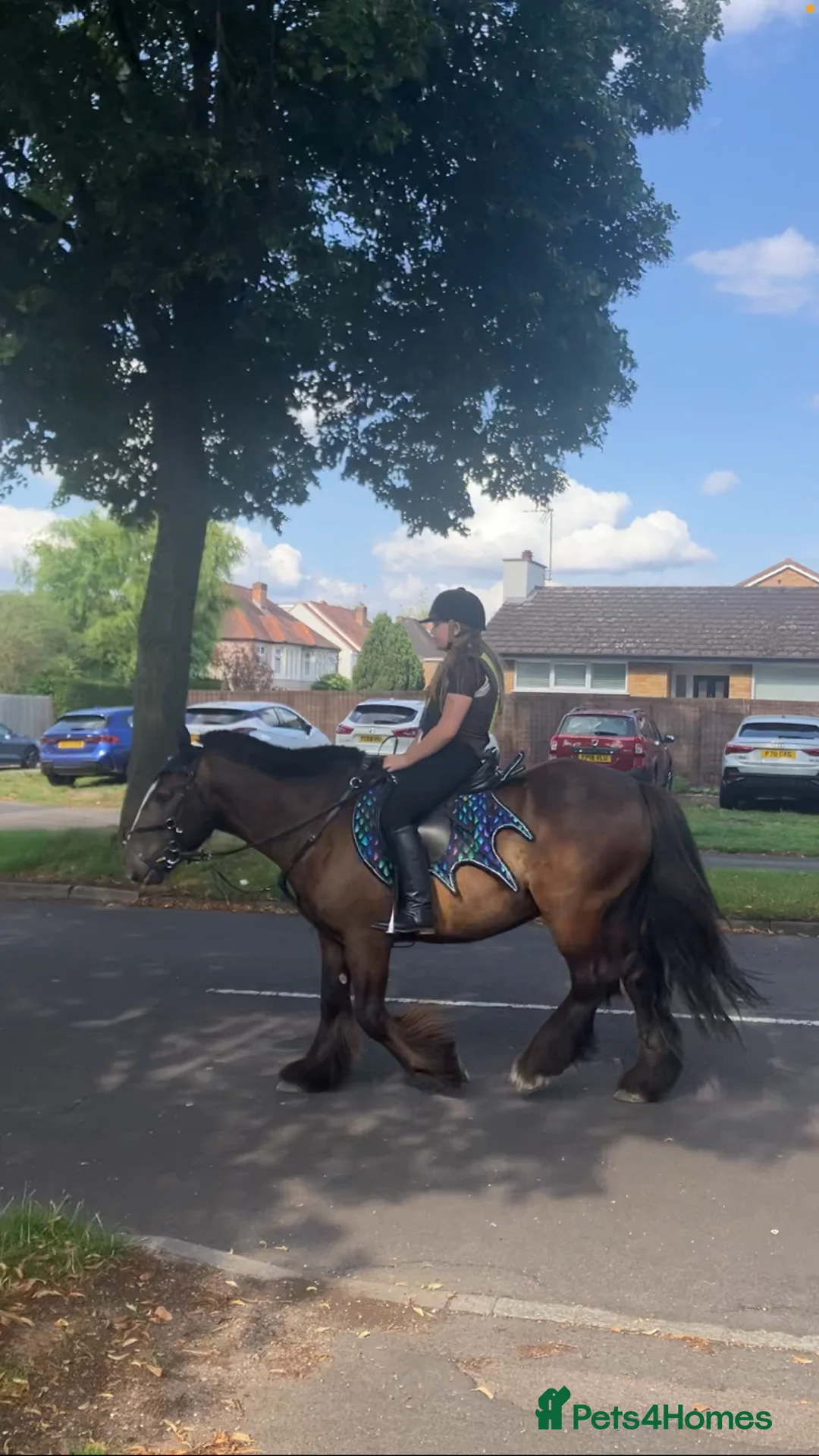Irish Cob horses for sale: Traditional cob 15’2hh - Advert 2