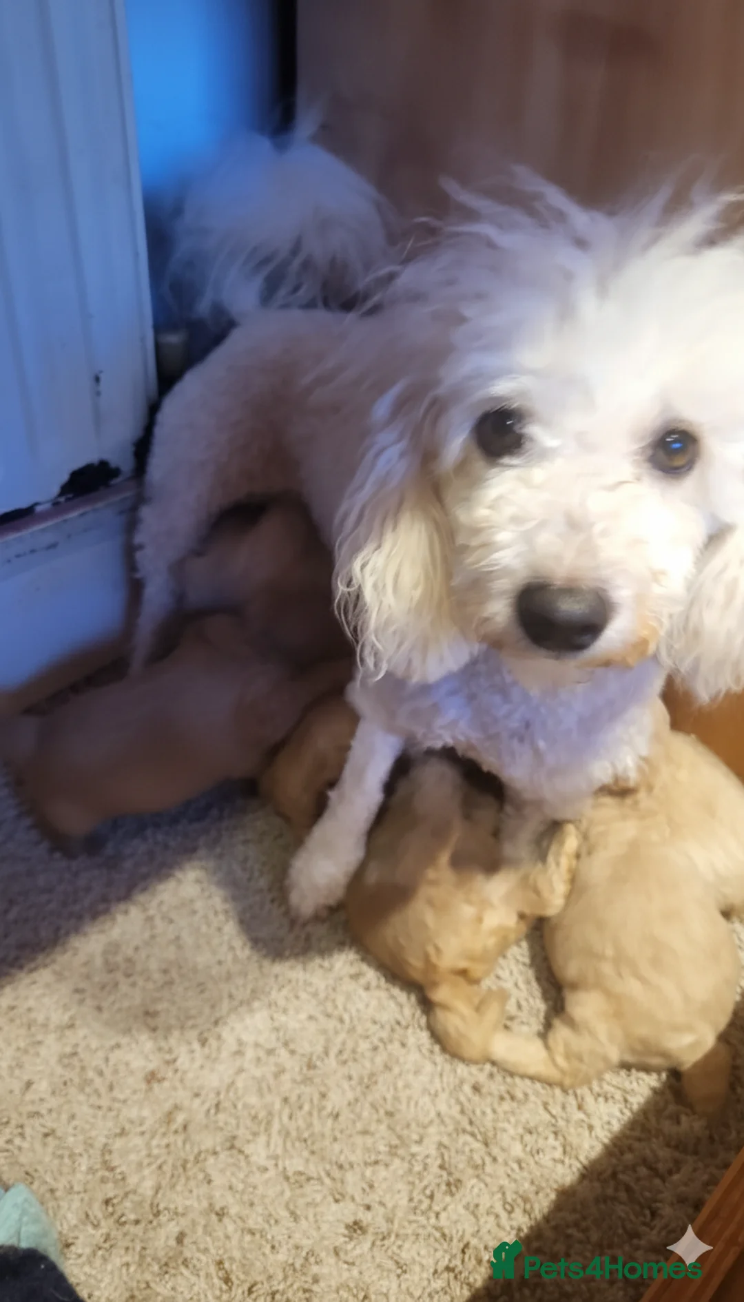 Maltipoo dogs for sale: Maltipoo  - Advert 2