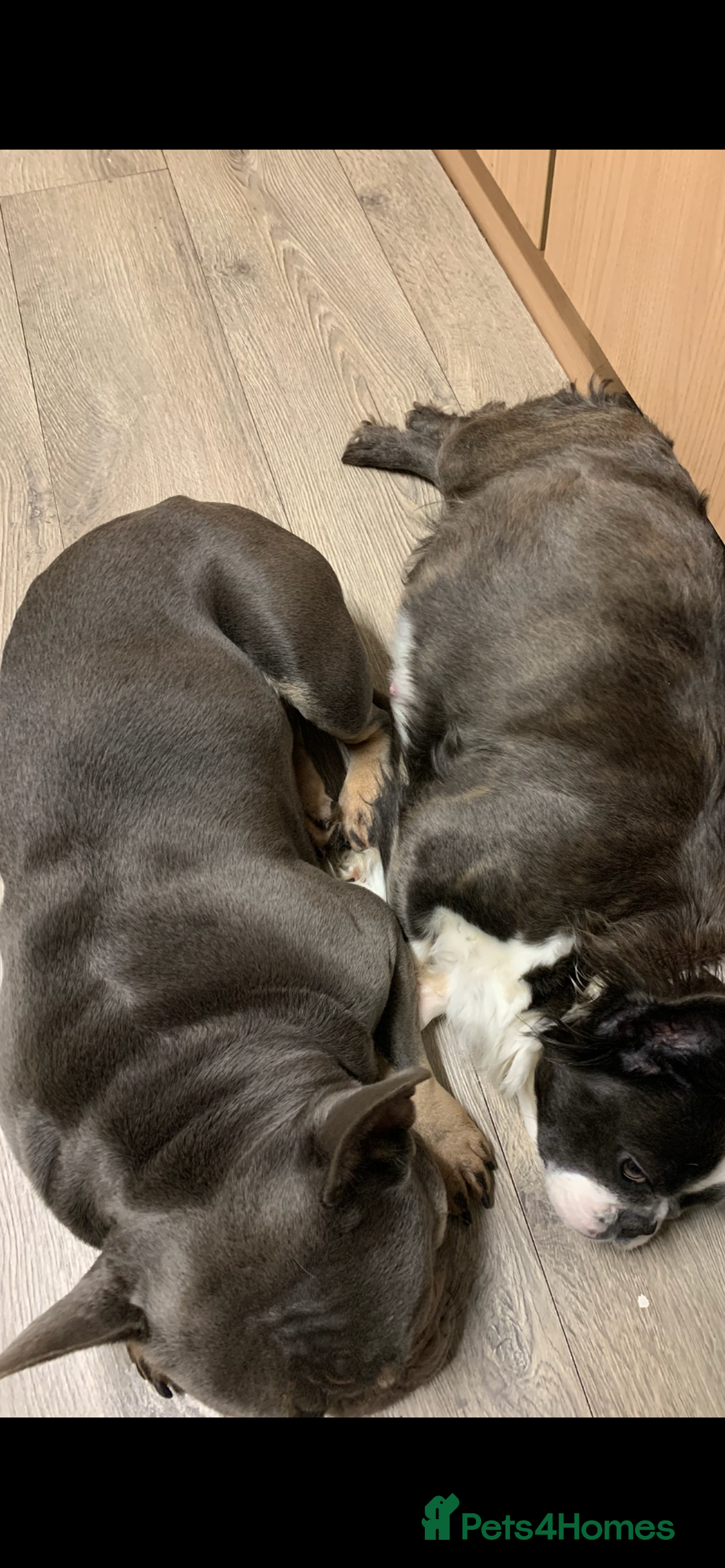 French Bulldog dogs for sale: Fluffy French bulldog newshade Isabella  - Advert 9