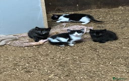 Mixed Breed cats for sale: KITTENS - Image 8
