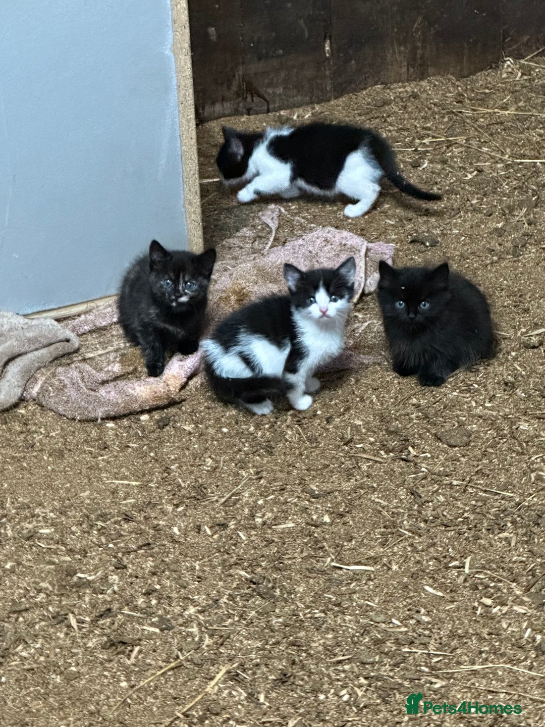Mixed Breed cats for sale: KITTENS - Image 8