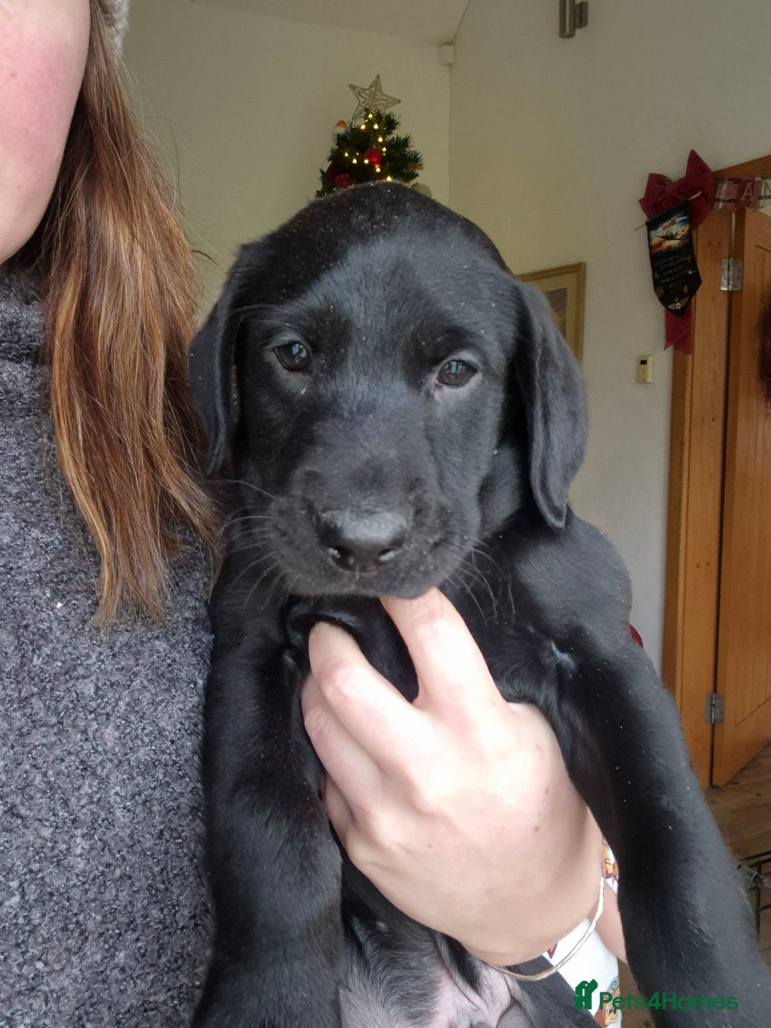 Labrador Retriever dogs for sale: 2 x KC Working Black Labrador Boys Available Now - Advert 8