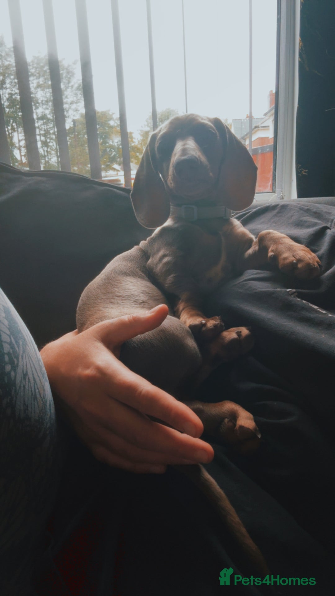 Miniature Dachshund dogs for sale: Miniature dachshund - Advert 3