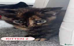 Domestic Shorthair cats for sale: 4 Female Kittens - Image 7