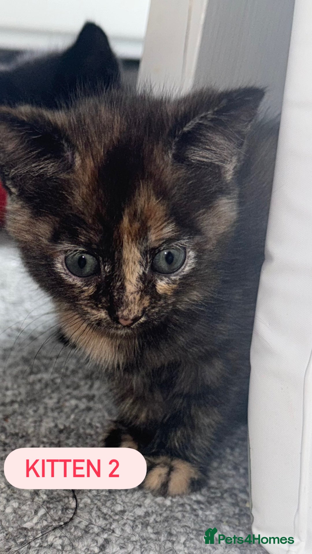 Domestic Shorthair cats for sale: 4 Female Kittens - Image 7