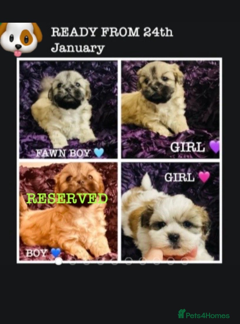 Shih Tzu dogs 🌟BUMBLE 🩷 BRACKEN 💙 & BIBI 💜 READY SOON🌟 - Advert 9