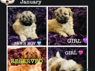 Shih Tzu dogs 🌟BUMBLE 🩷 BRACKEN 💙 & BIBI 💜 READY SOON🌟 - Advert 9