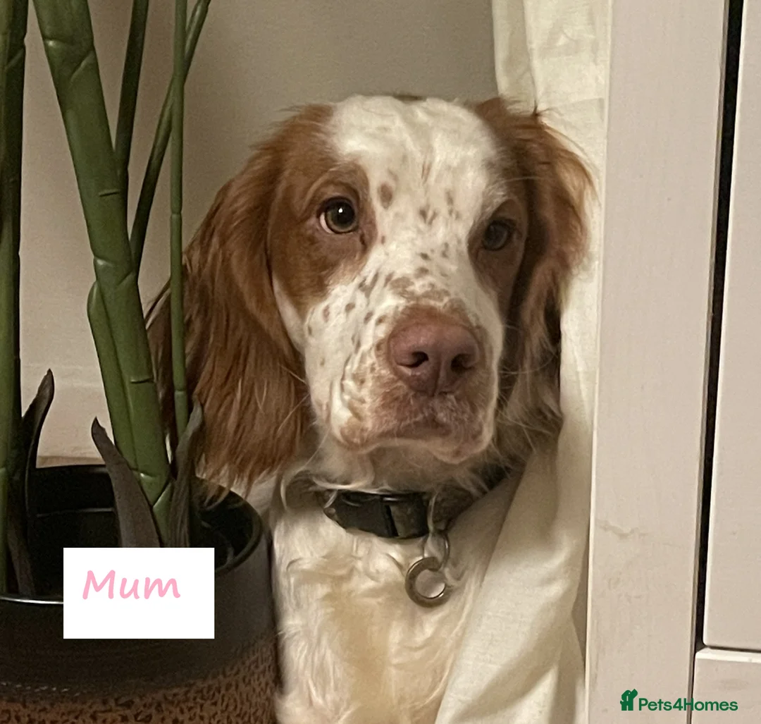 Cocker Spaniel dogs for sale: Gorgeous Working Cocker Spaniel Puppies - Advert 1