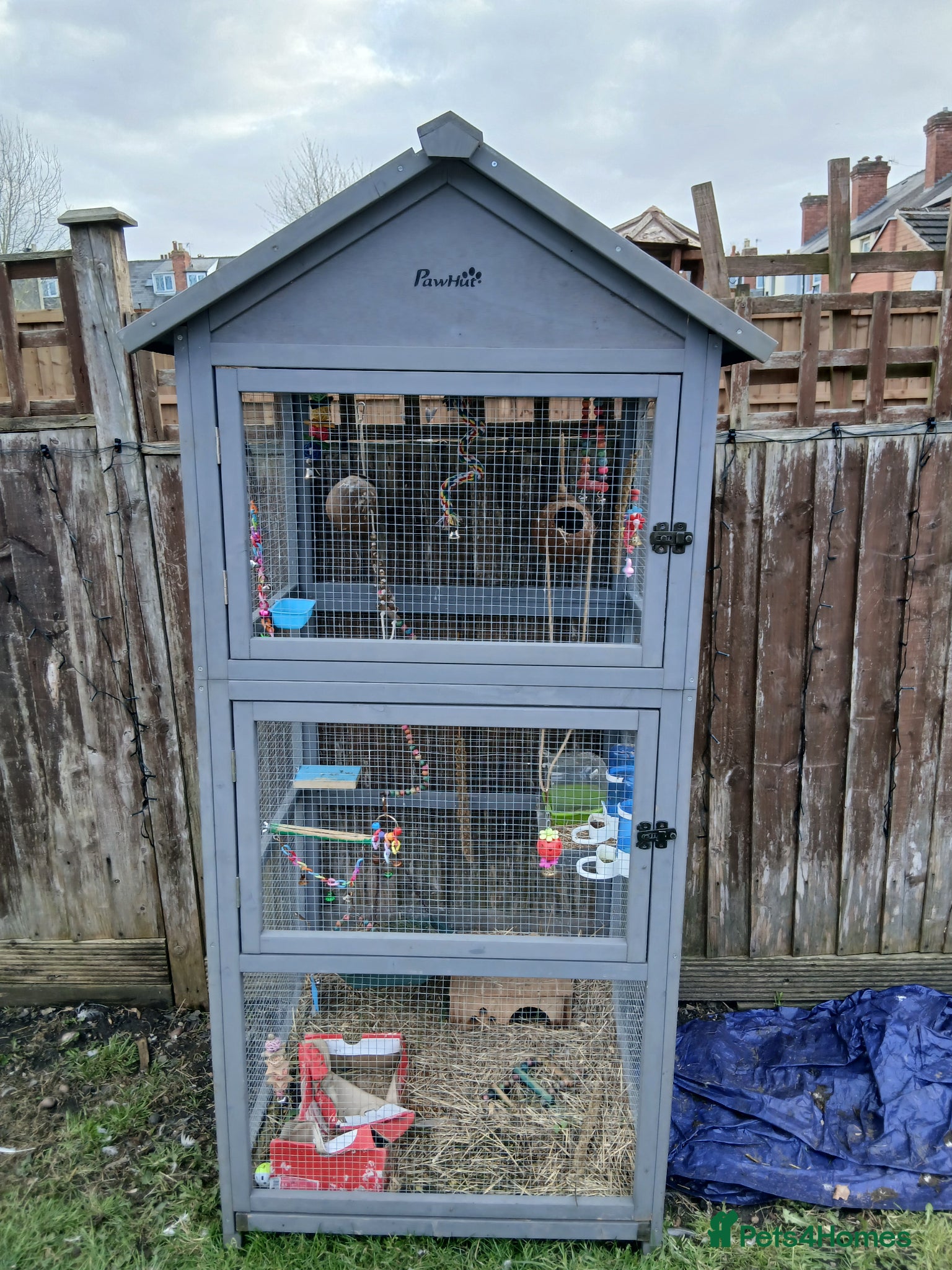 Finches birds Avairy - Advert 1