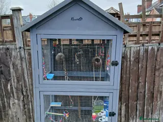 Finches birds Avairy - Advert 1