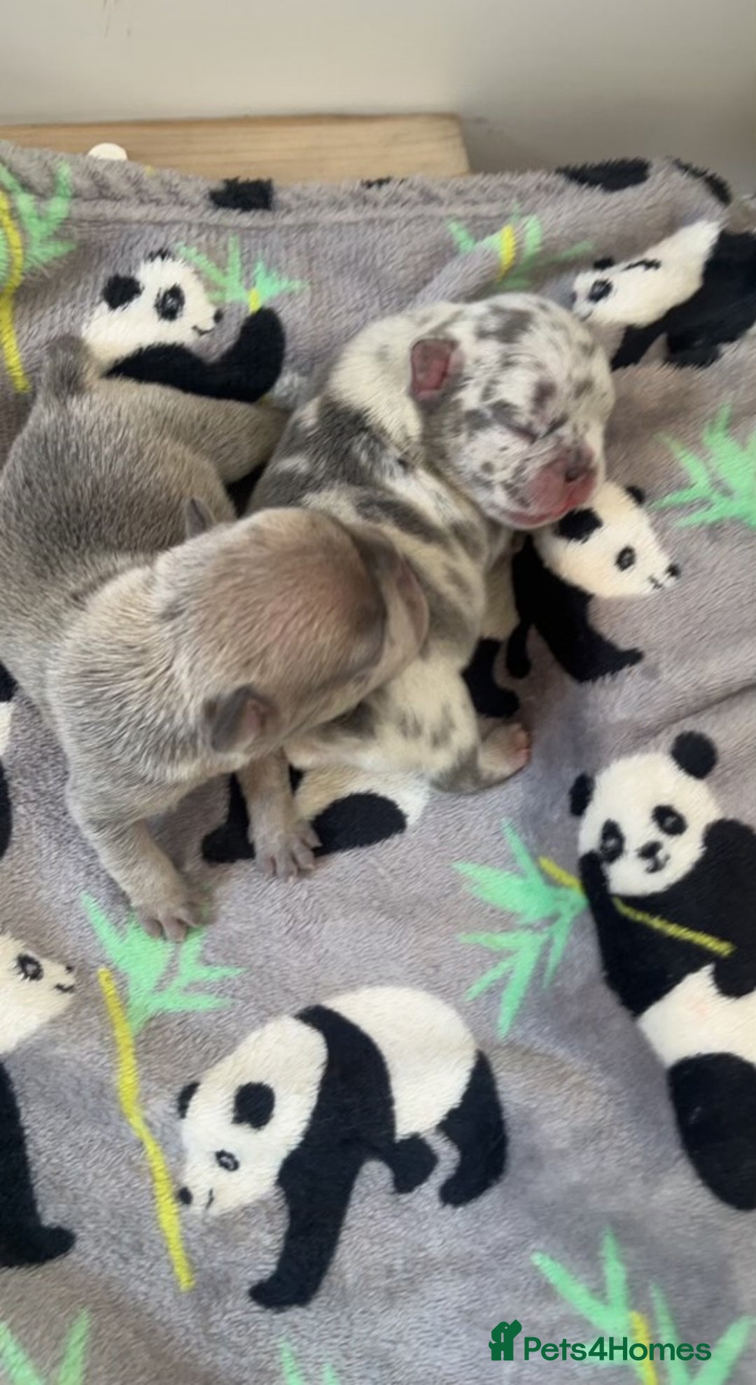French Bulldog dogs for stud: 💎Blue & Tan 🤎 Merle French bulldog stud 🧬🔥 in Manchester - Image 21