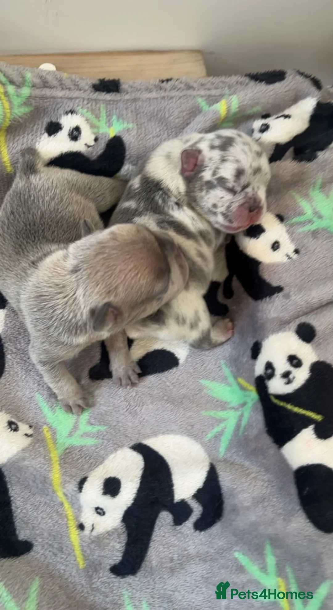 French Bulldog dogs for stud: 💎Blue & Tan 🤎 Merle French bulldog stud 🧬🔥 in Manchester - Advert 21