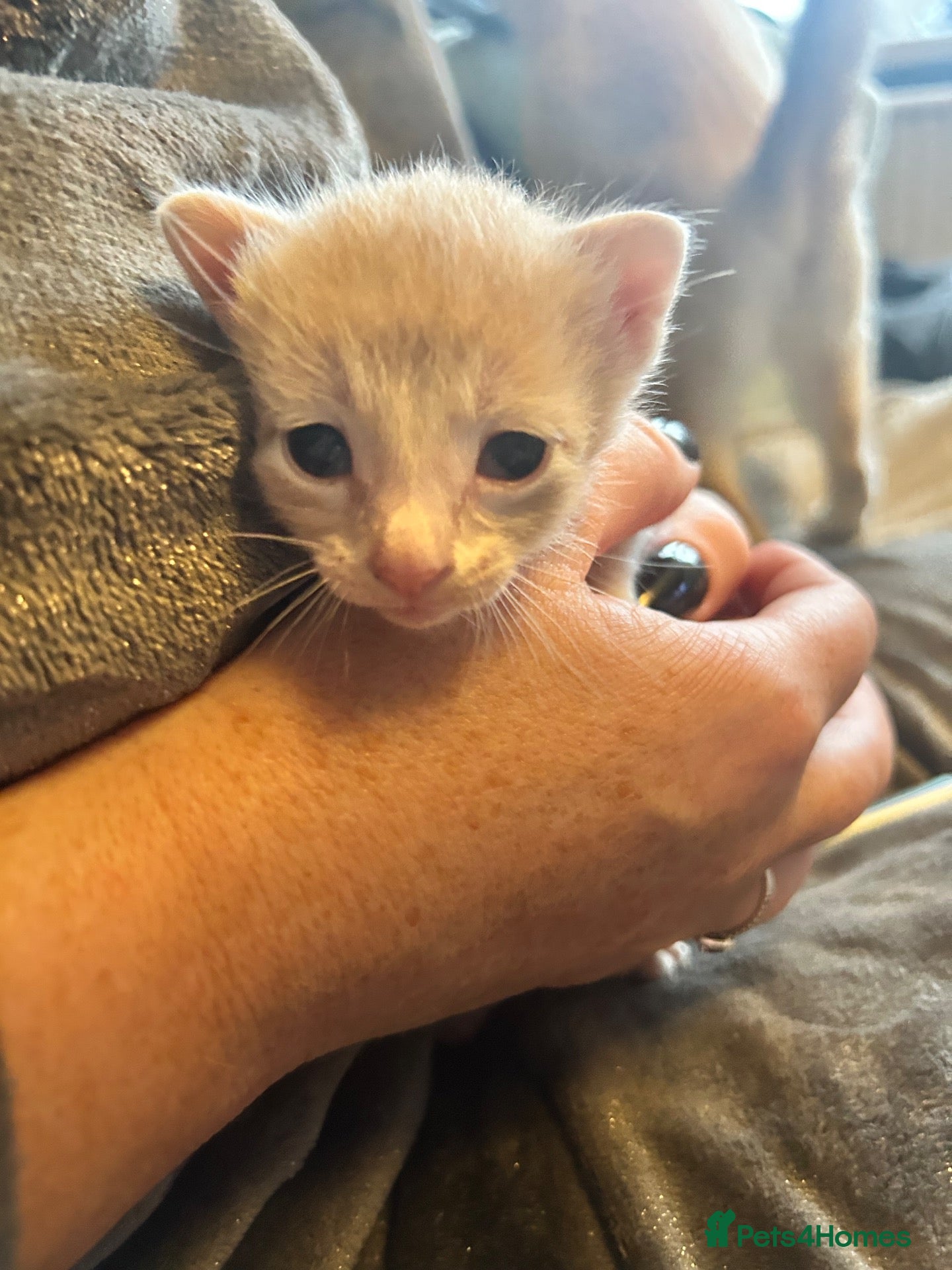 Siamese cats for sale: BSH X Lilac Point Siamese  - Advert 21