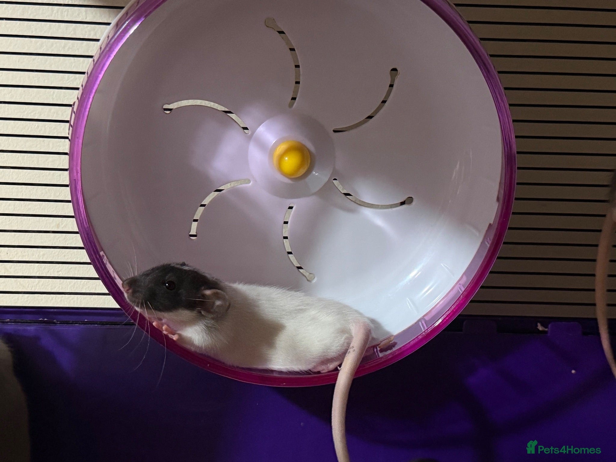 Rat rodents Beautiful Dumbo rats 3 girls and 6 boys available  - Advert 1