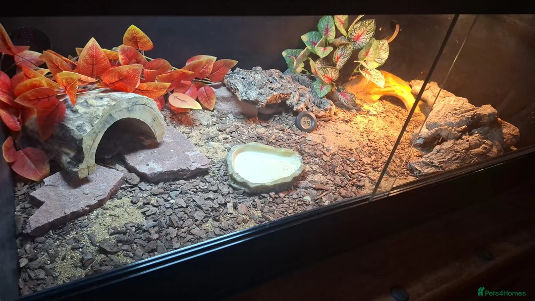 Leopard Gecko reptiles for sale: Leopard Gecko and Vivarium in Norwich - Advert 2