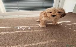 Cockapoo dogs for sale: Stunning toy Cockapoo puppies for sale  - Image 5