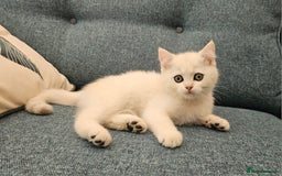 Scottish Fold cats for sale: Excellent Scottish straight kittens  - Image 12