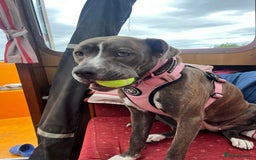 Mixed Breed dogs for sale: Staffy cross - Image 2