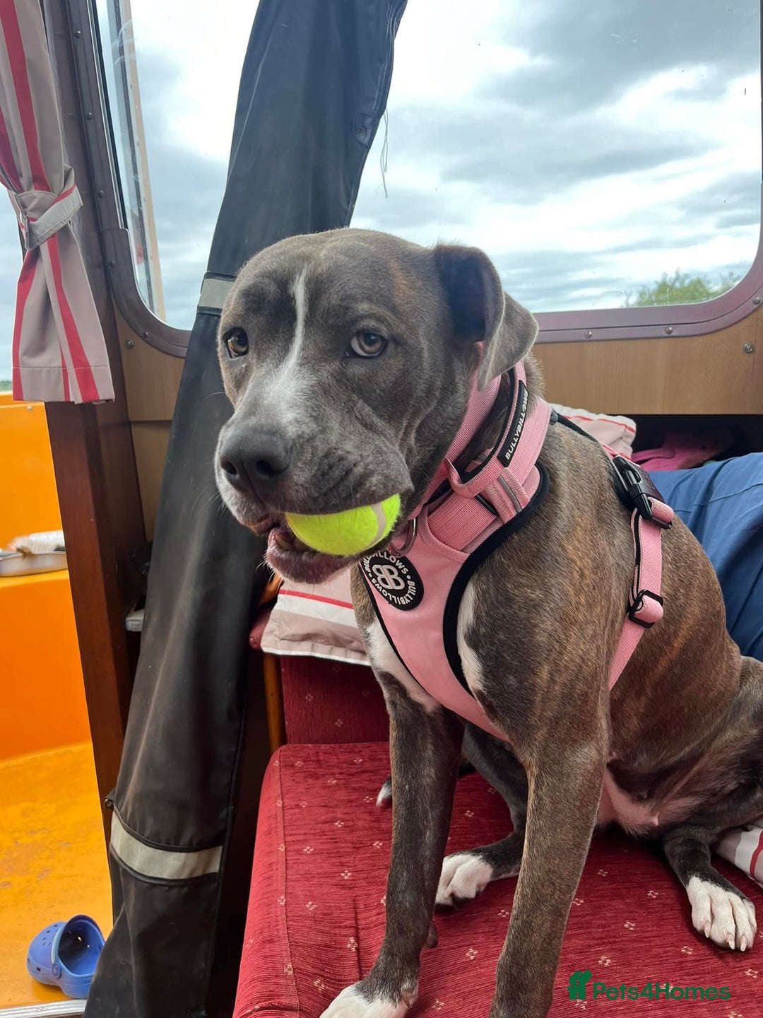Mixed Breed dogs for sale: Staffy cross - Image 2