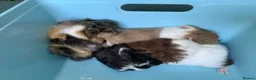 Guinea Pig rodents for sale: Baby Guinea pigs  - Advert 9