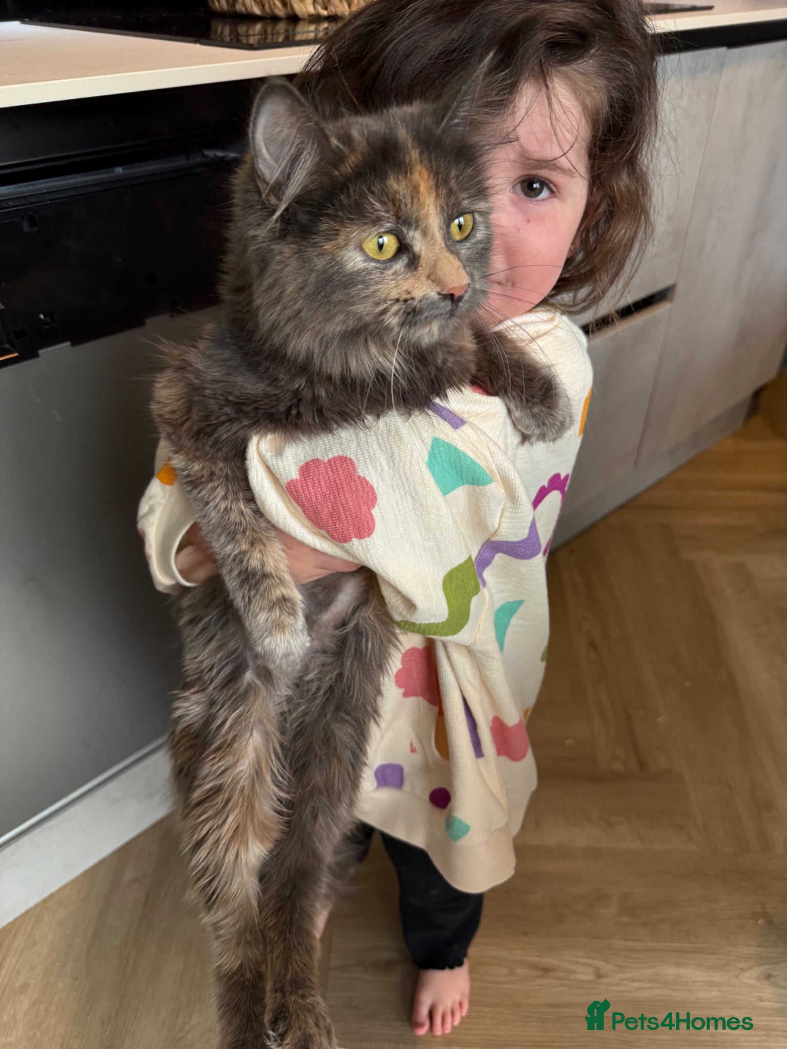 Mixed Breed cats for sale: Mix breed kittens  - Advert 1