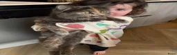 Mixed Breed cats for sale: Mix breed kittens  - Advert 1
