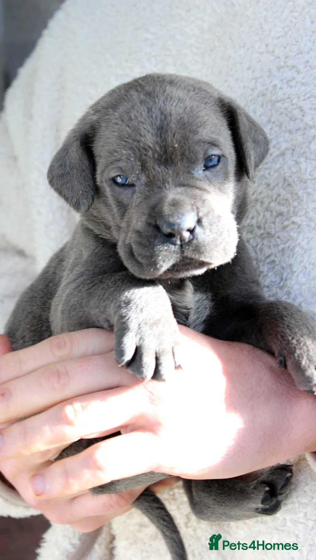 Cane Corso dogs for sale: Cane Corso Puppies from Exceptional Bloodlines, - Advert 32