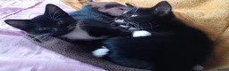British Shorthair cats for sale: 2 Lovely black and white fluffy kittens - Advert 15