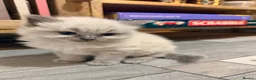 Ragdoll cats for sale: Blue/lilac Ragdoll babies - Advert 20