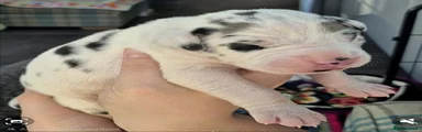 Great Dane Puppy 7 - Trampus