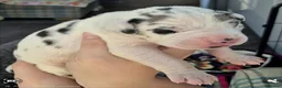 Great Dane dogs for sale: Southern Frontier Litter in Newport - Advert 4