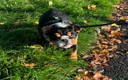 English Bulldog dogs for stud: Stud English Bulldog - Image 12
