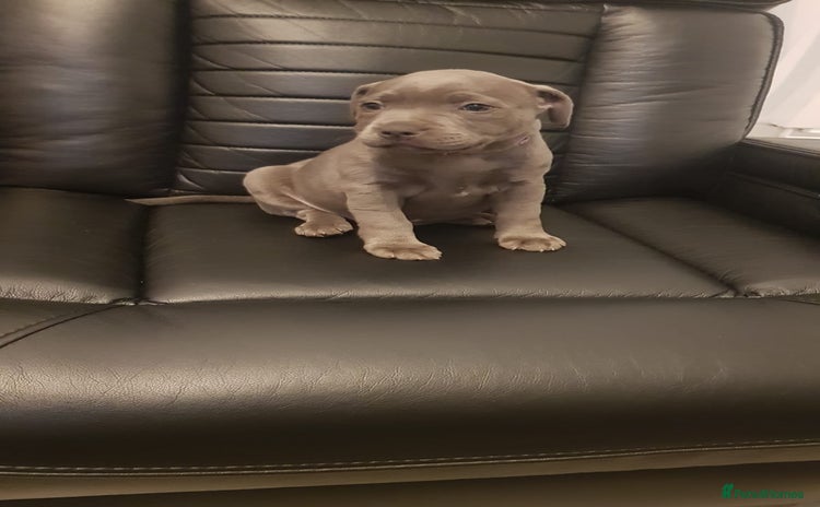Staffordshire Bull Terrier dogs - Advert 2